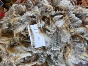 Romney Silver Raw Fleece "Sunshine" 8# 1oz